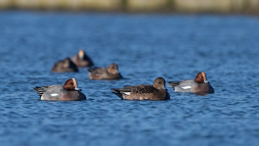 Wigeon - image by Raymond Besant
