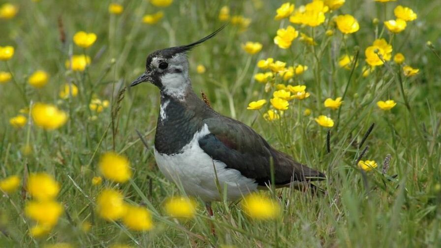 Lapwing - image by Derren Fox