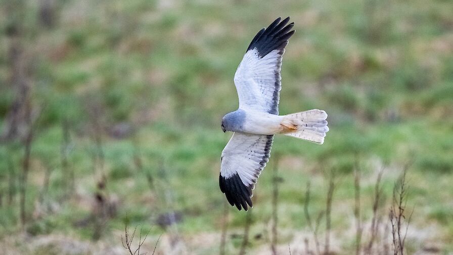 Male hen harrier - image by Raymond Besant