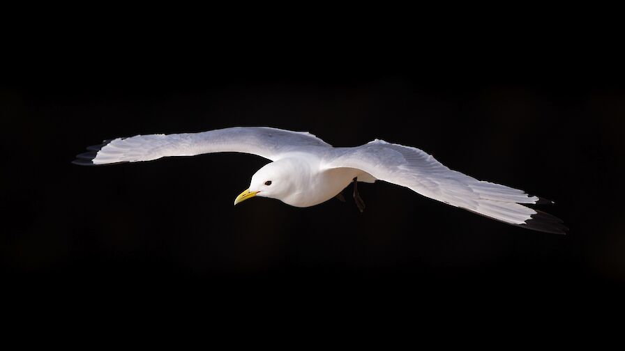 Kittiwake, Orkney - image by Raymond Besant