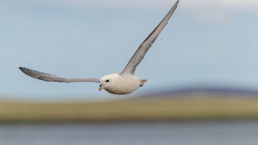 Fulmar - image by Raymond Besant