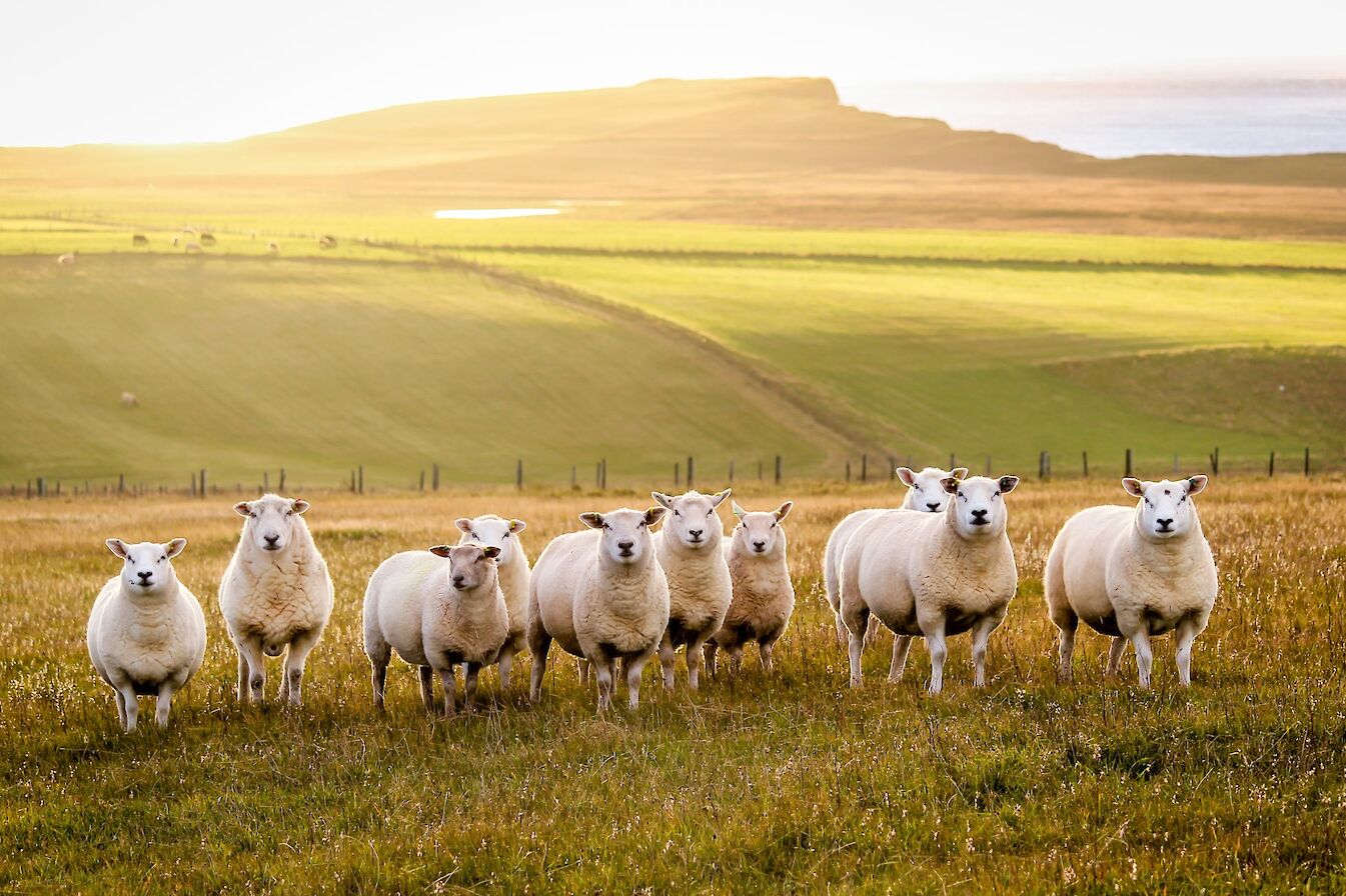 Sheep at Greenquoy, South Ronaldsay - image by Kim McEwan