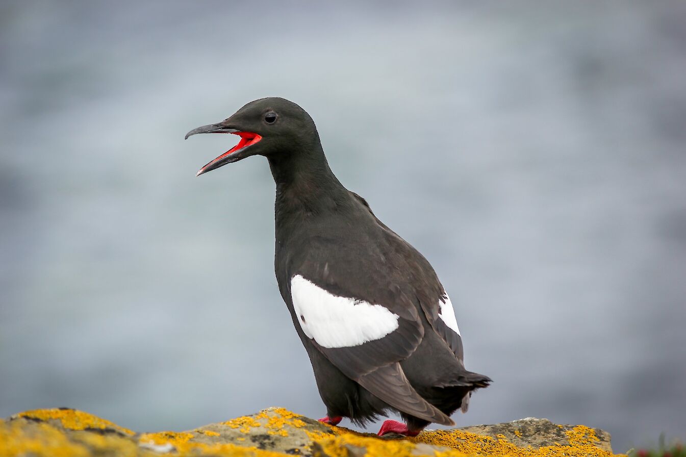 Tystie (black guillemot) in Orkney - image by Kim McEwan