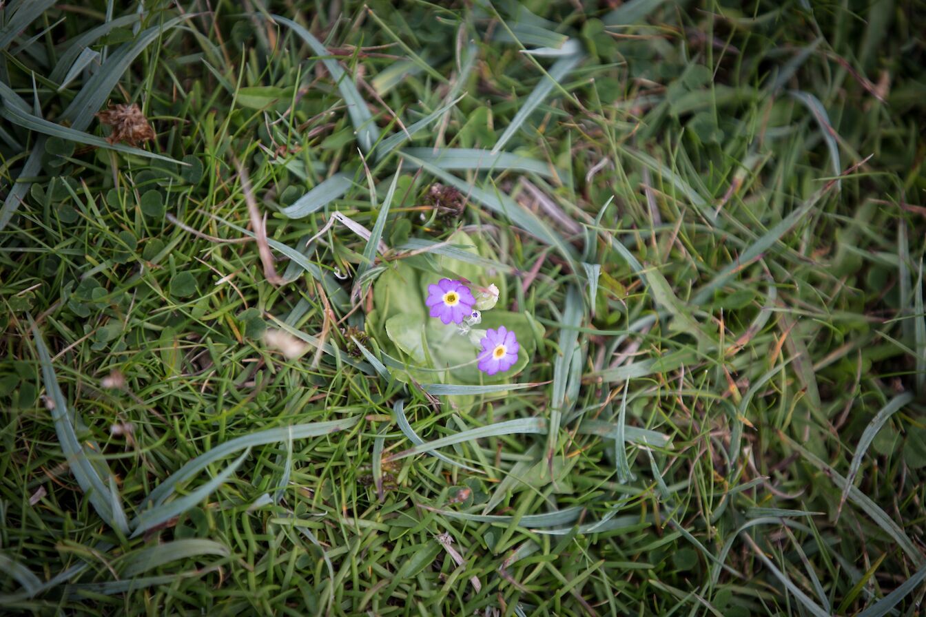 Primula scotica in Papa Westray