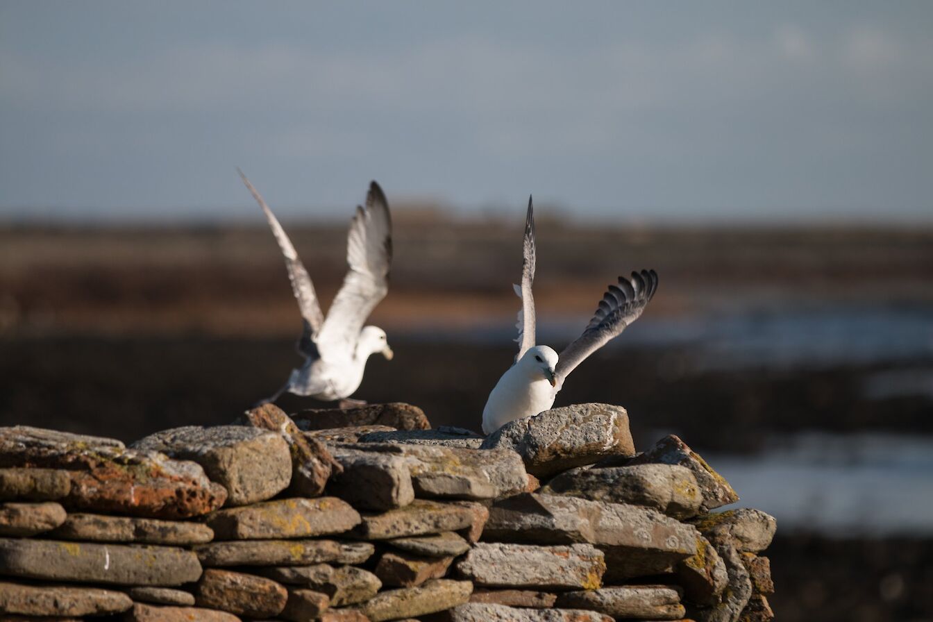 Wildlife is everywhere in North Ronaldsay