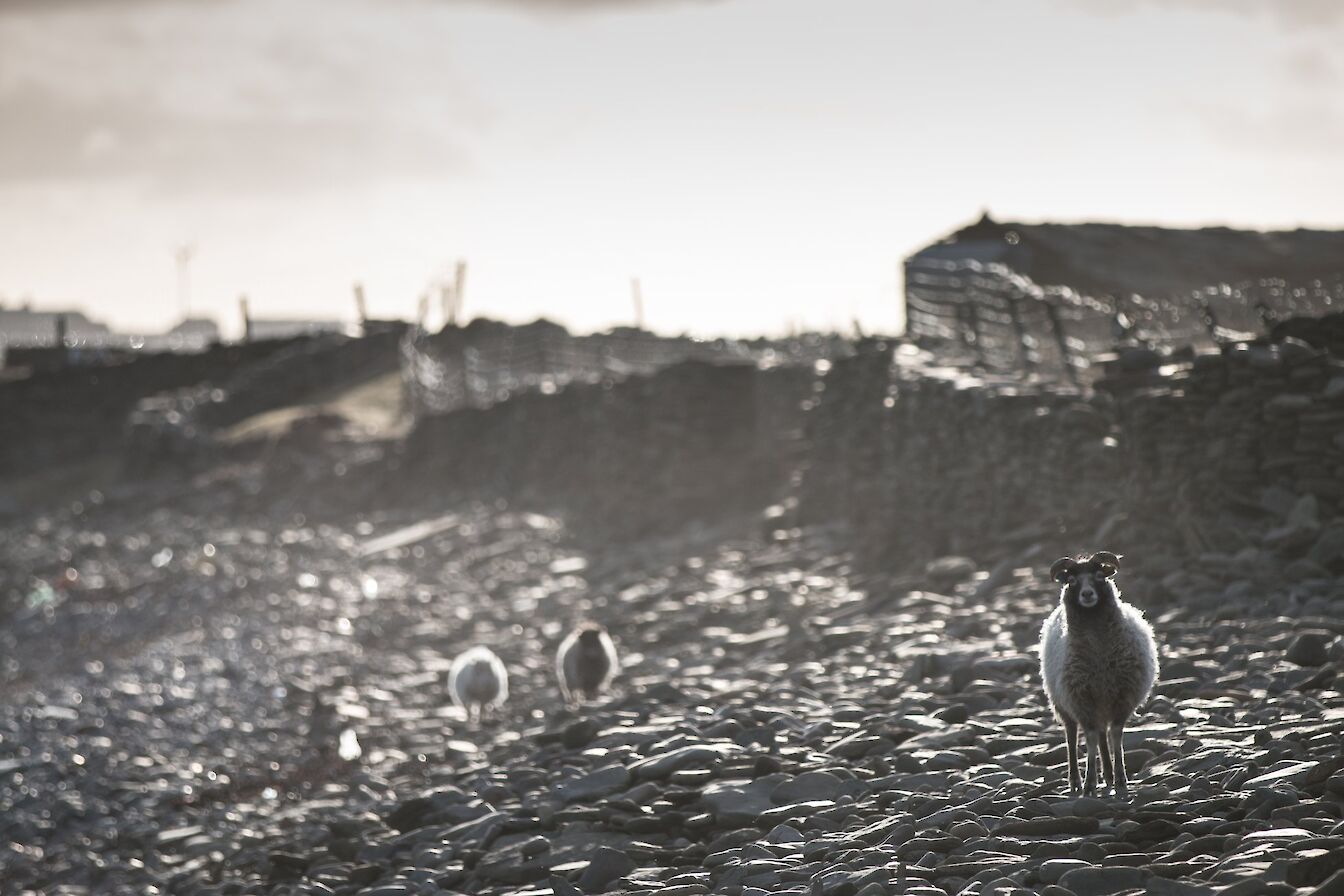 North Ronaldsay Sheep on the island shoreline