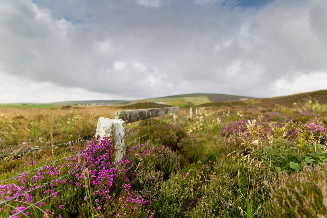Walk to the Knowes of Trotty, Orkney