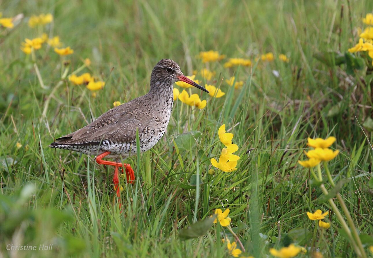 Redshank in Egilsay - image by Christine Hall