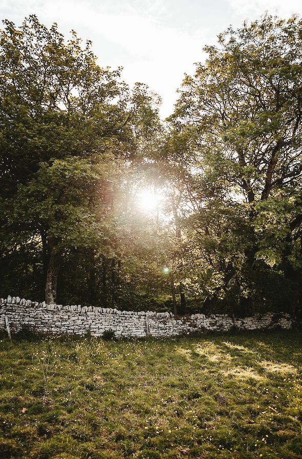 Binscarth woods - image by Sarah Wylie