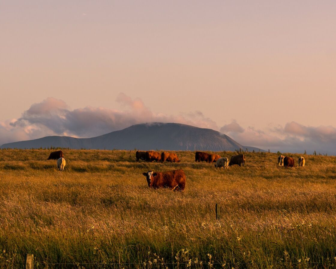 Views over farmland towards Hoy, Orkney - image by Akmal Hakim