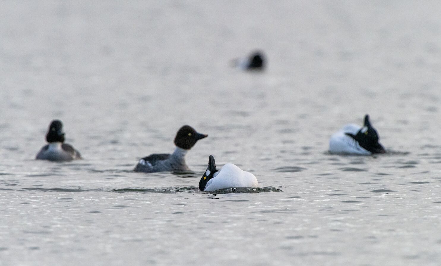 Goldeneye in the Peedie Sea, Kirkwall - image by Raymond Besant