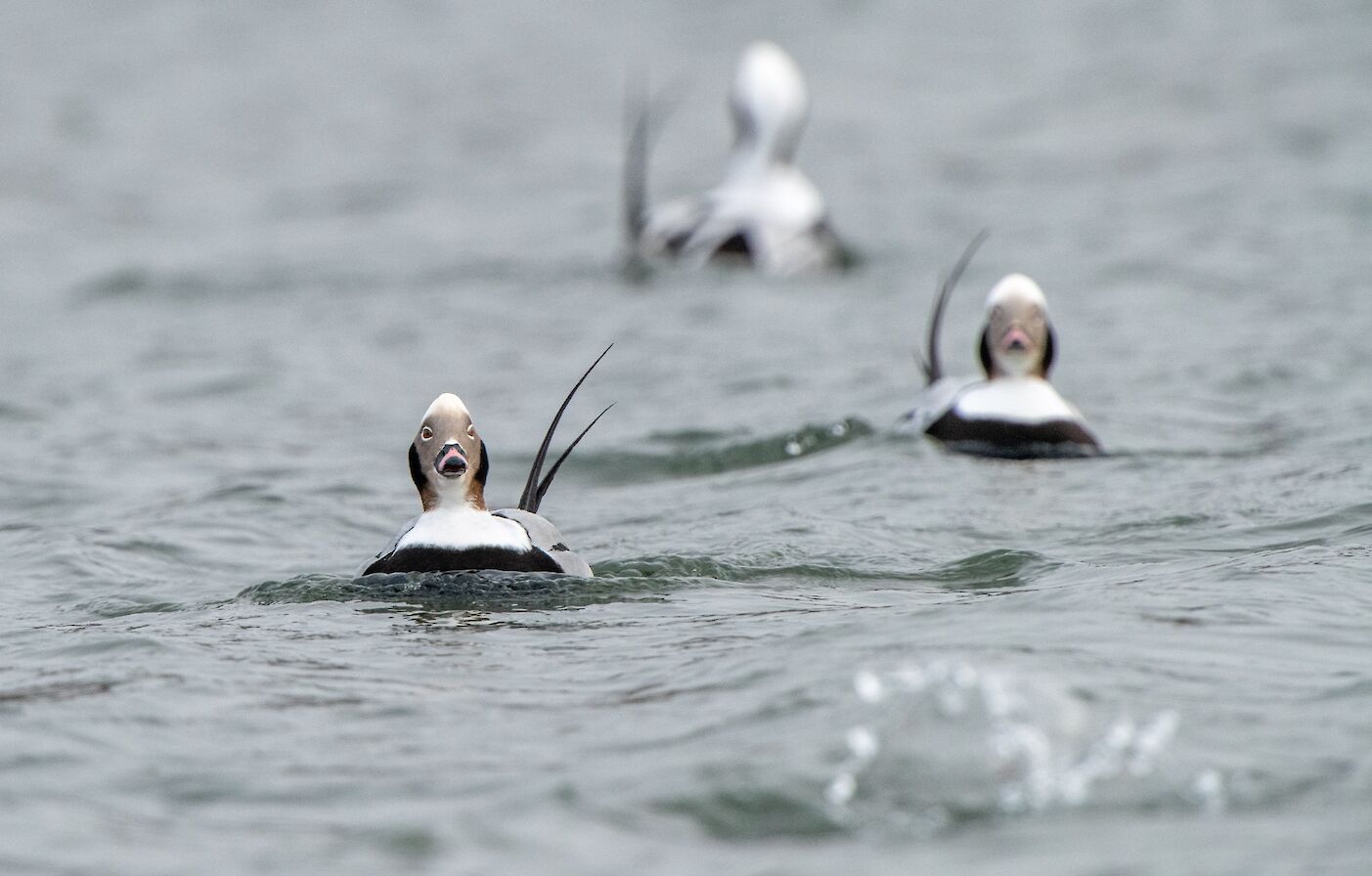 Long-tailed ducks in the Peedie Sea, Kirkwall - image by Raymond Besant