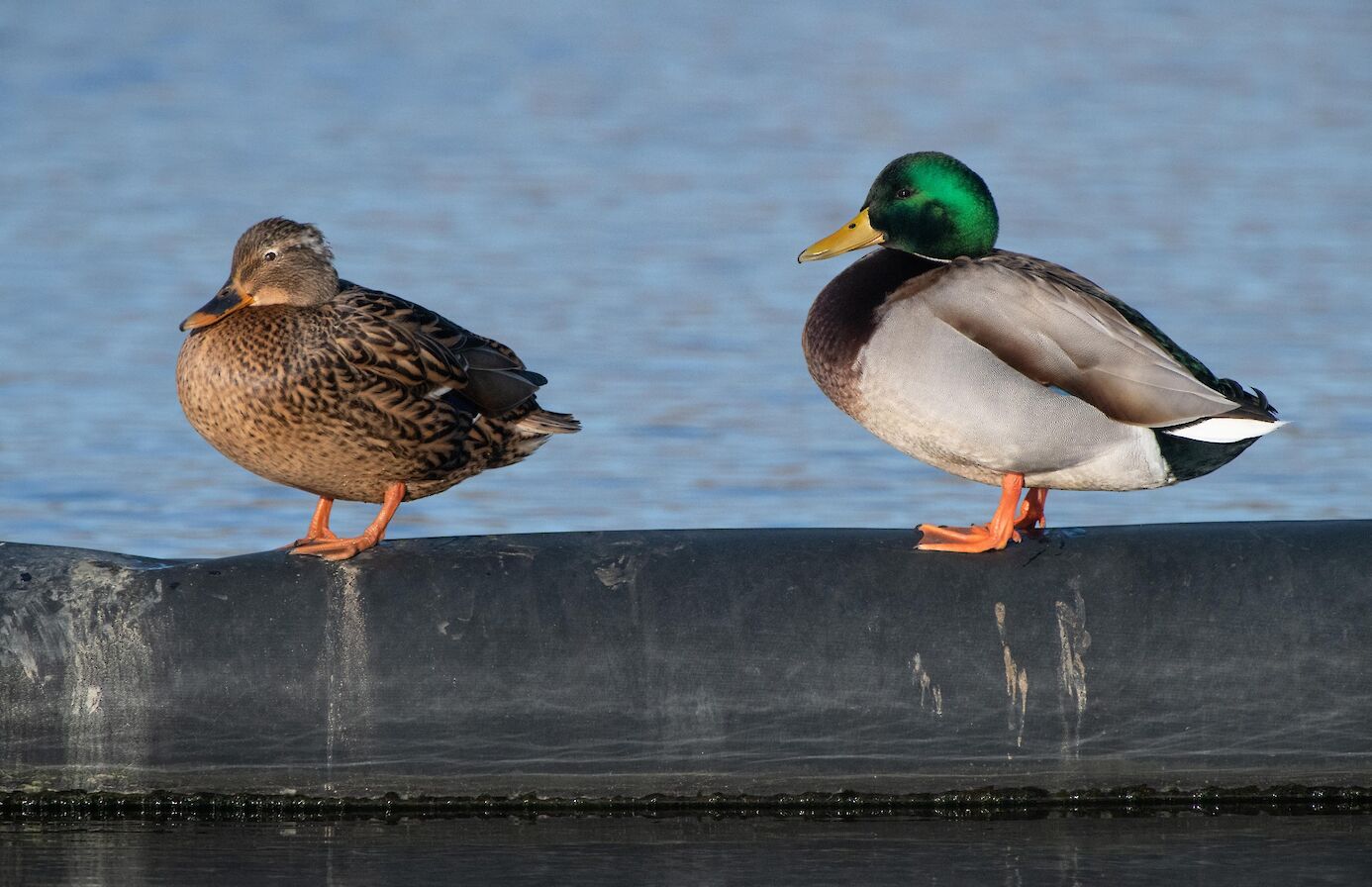 Mallards in the Peedie Sea, Kirkwall - image by Raymond Besant