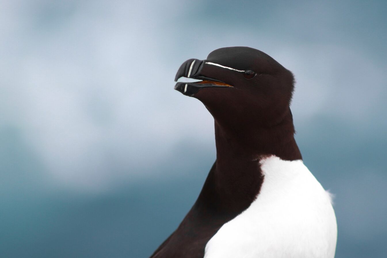 Razorbill in Orkney - image by Jenna Harper