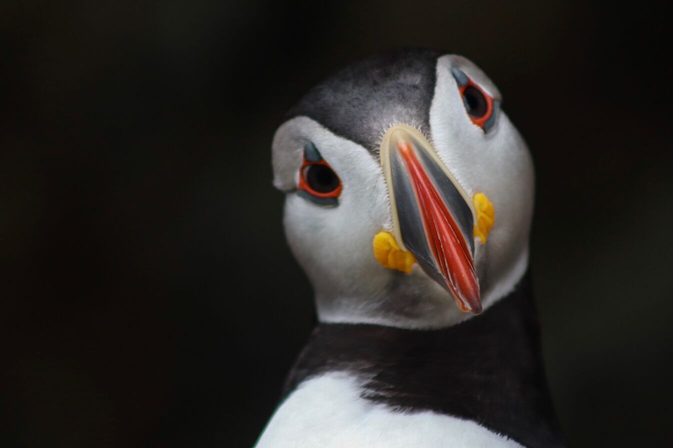 Puffin in Orkney - image by Jenna Harper