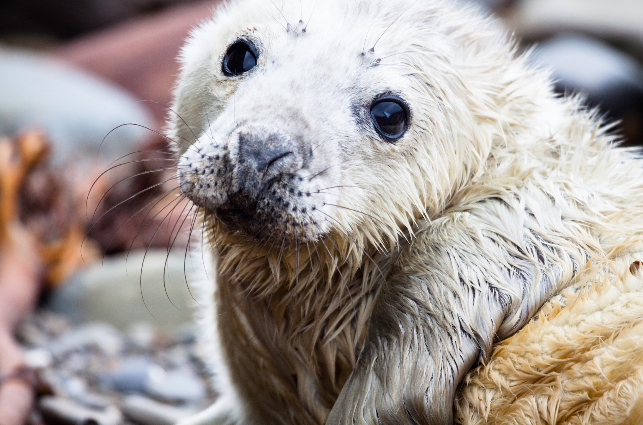 Orkney's wildlife highlights