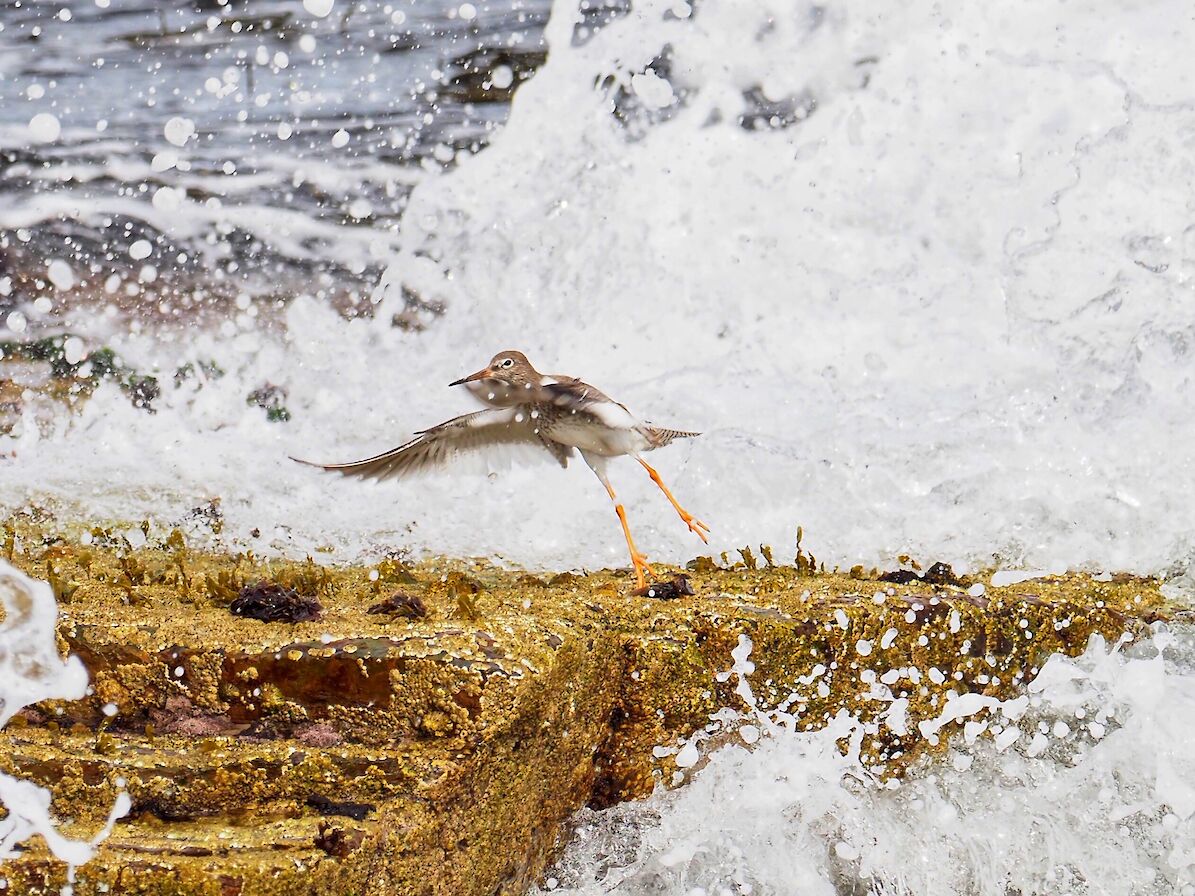 Redshank in Orkney - image by Alan Mackinnon