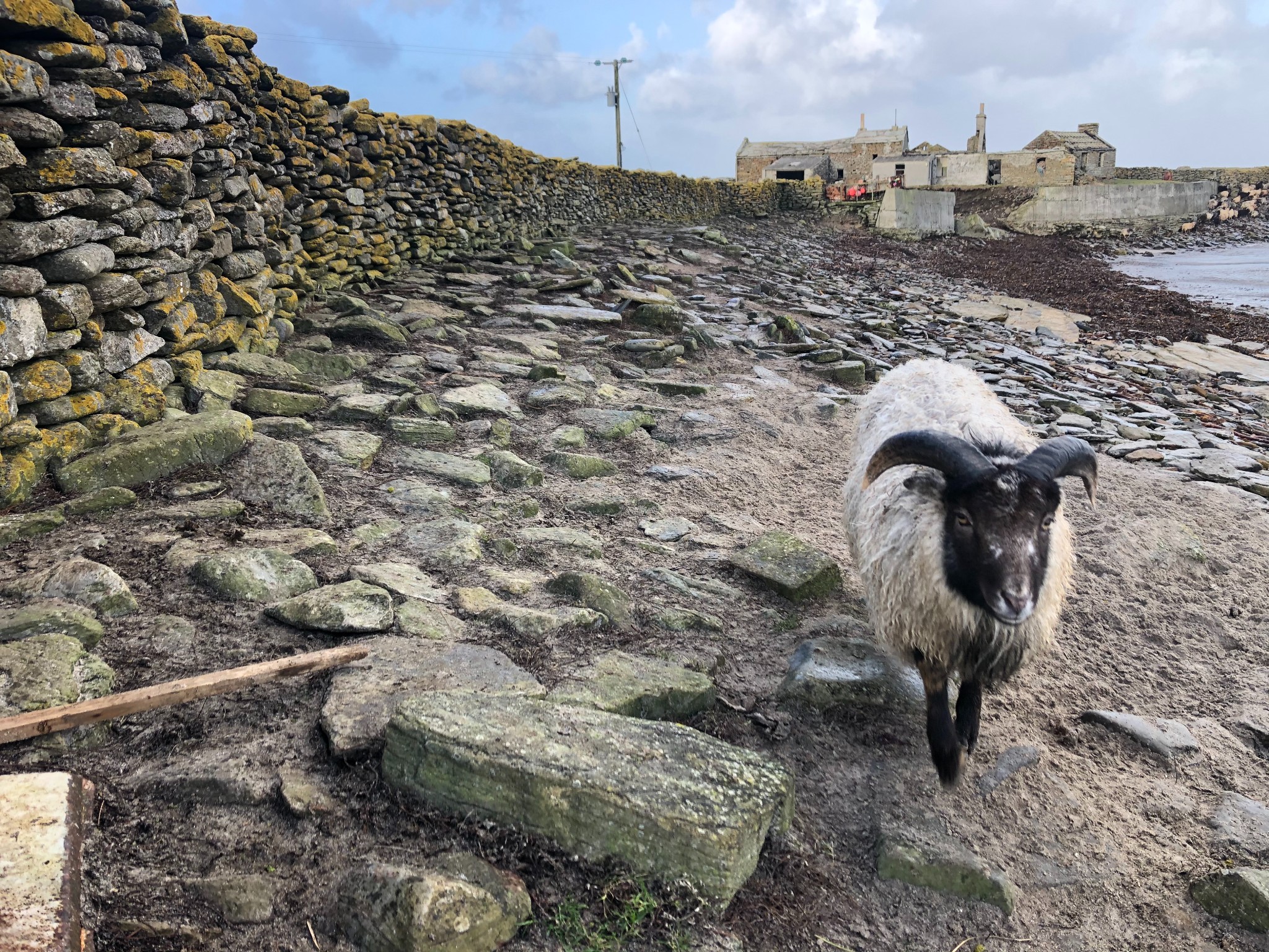 Adopt a seaweed-eating sheep this Christmas | Orkney.com