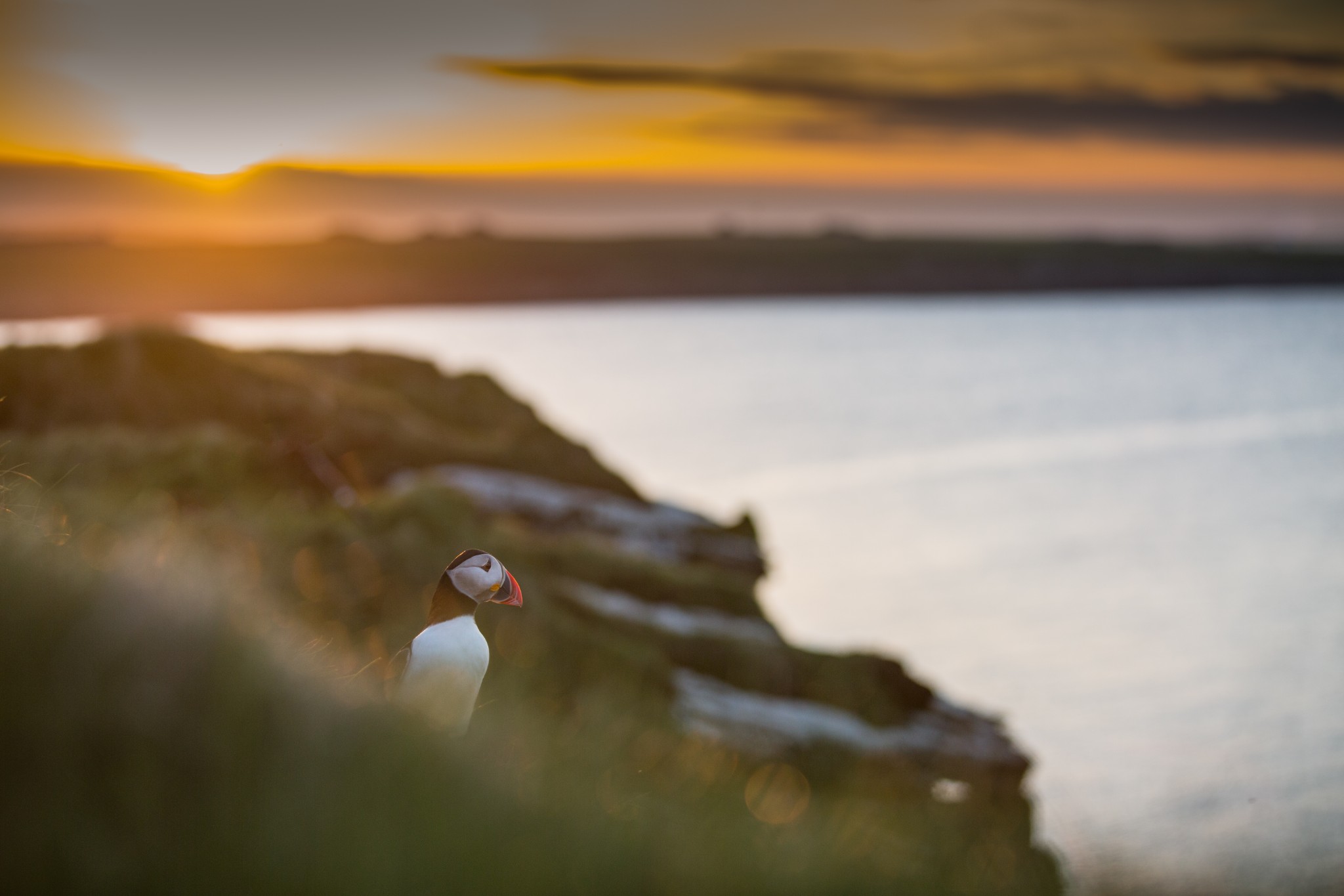 Puffin at the Castle of Burrian in Westray, Orkney