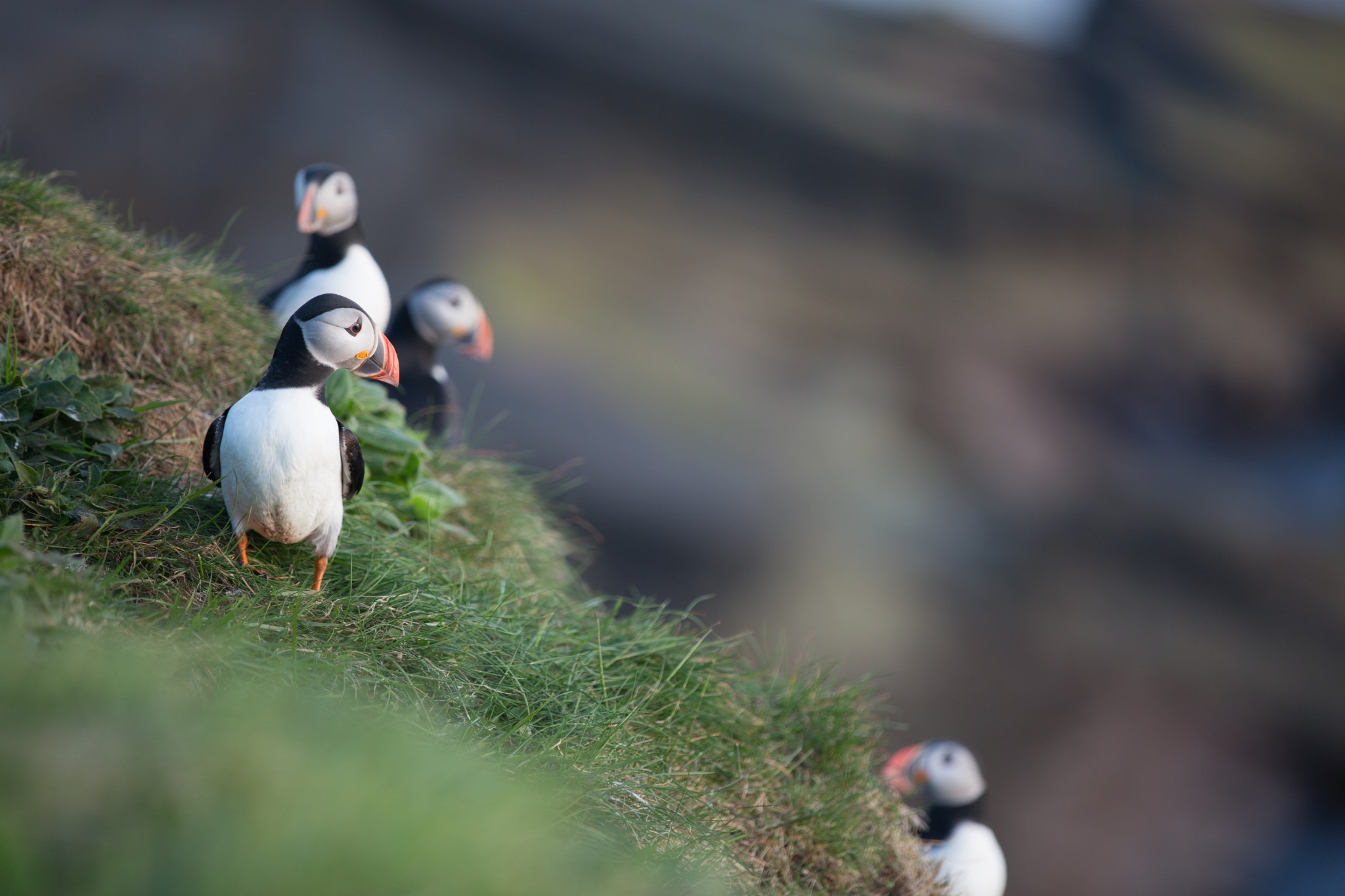 Puffins in Orkney