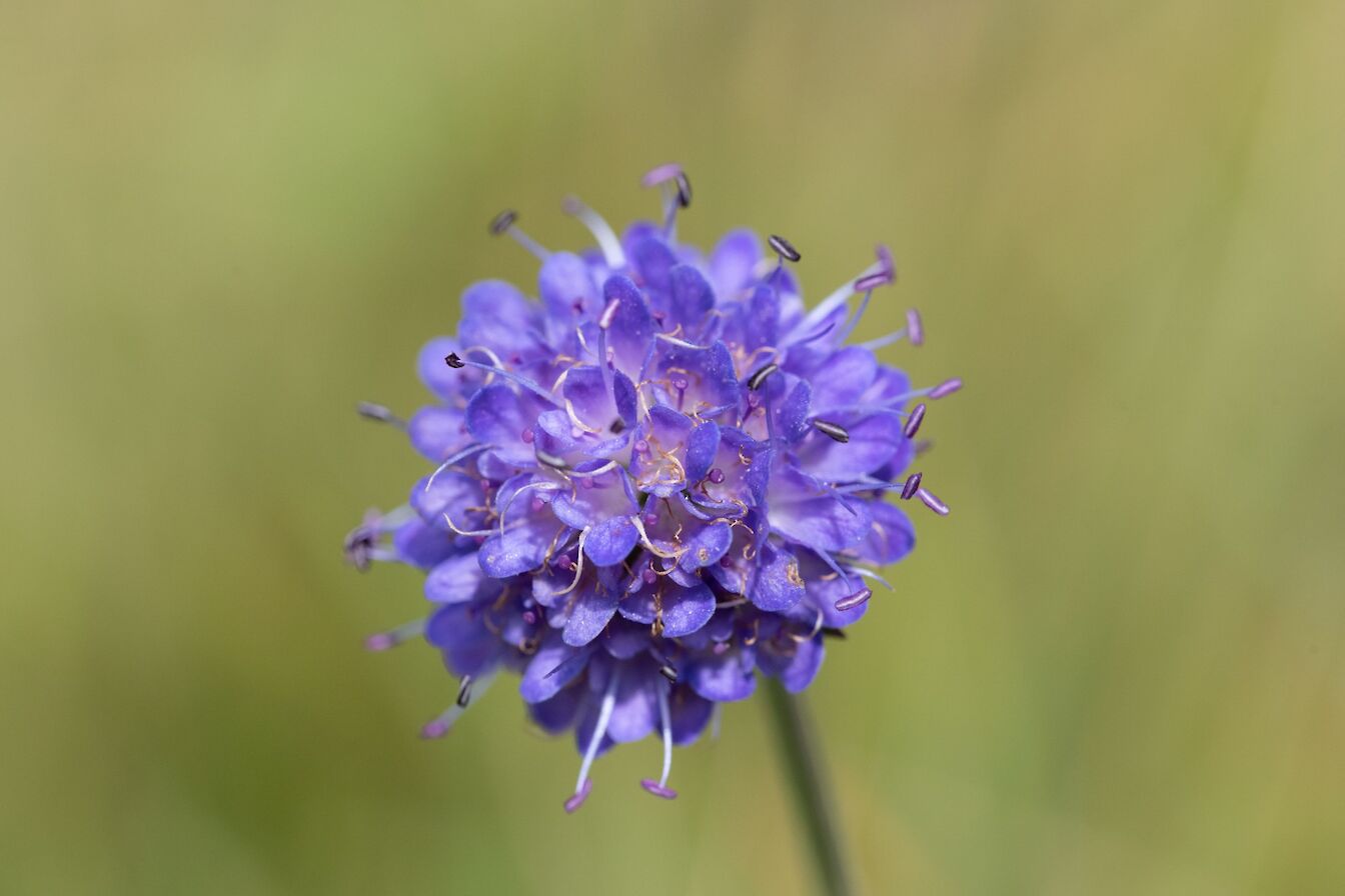 Devils bit scabious - image by Raymond Besant