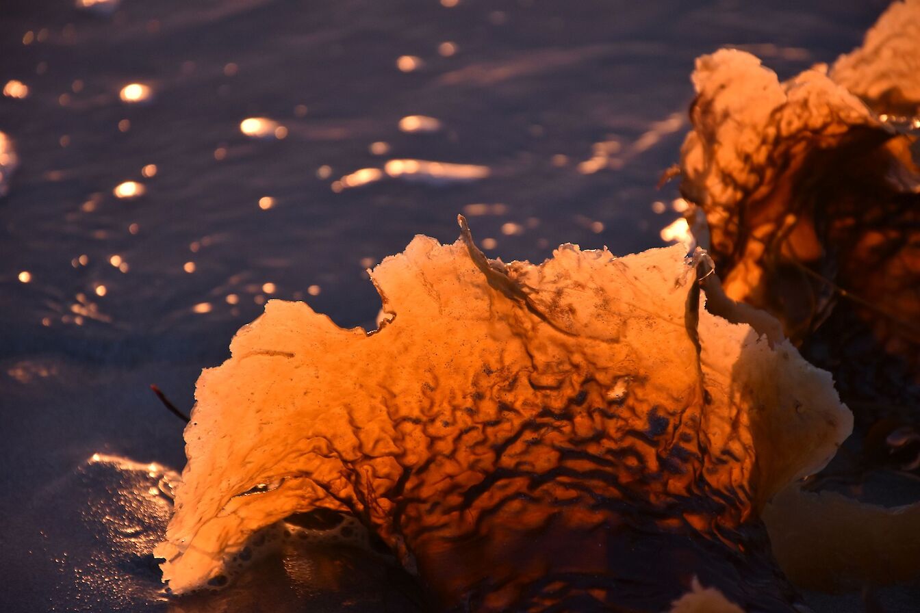 Seaweed on the shore, Orkney - image by Leslie Burgher