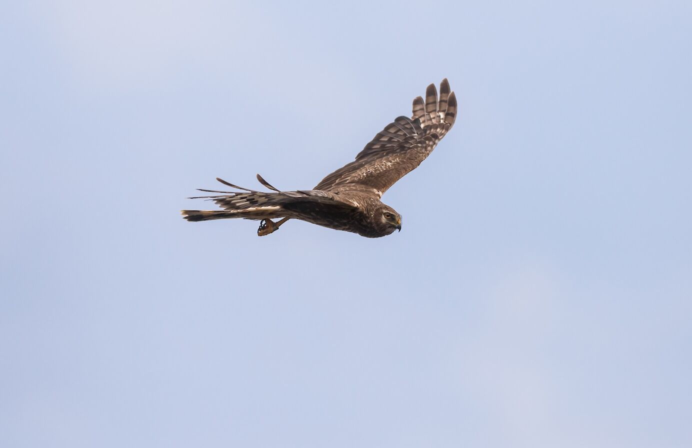 Hen harrier in Orkney - image by Raymond Besant