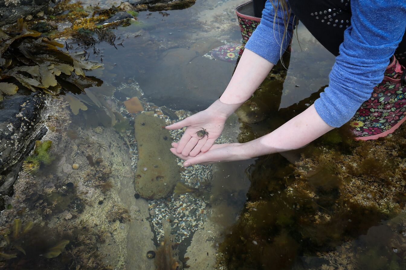 Rock pooling in Orkney