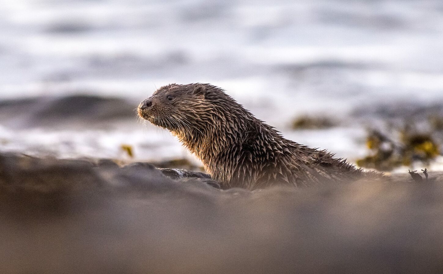 Otter in Orkney - image by Raymond Besant