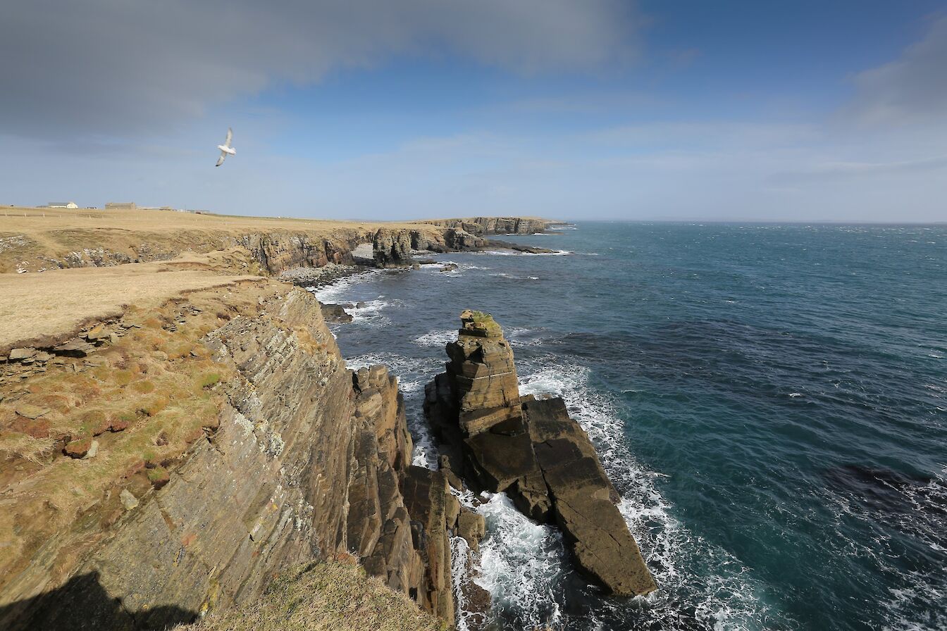 Coastline at Hill of White Hamars, Orkney