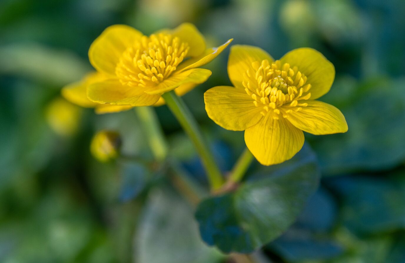 Marsh marigold - image by Raymond Besant