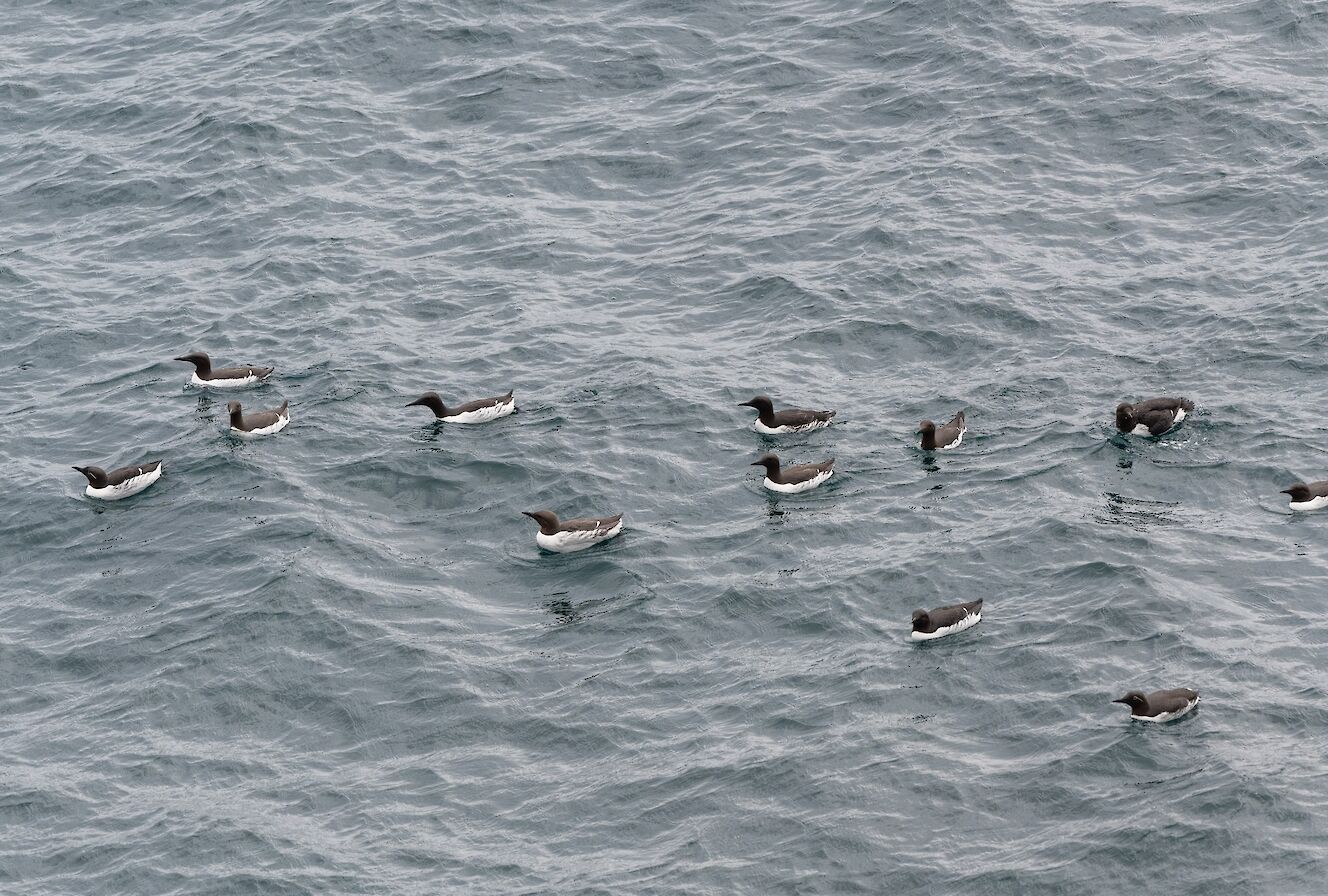 Guillemot raft in Orkney - image by Raymond Besant