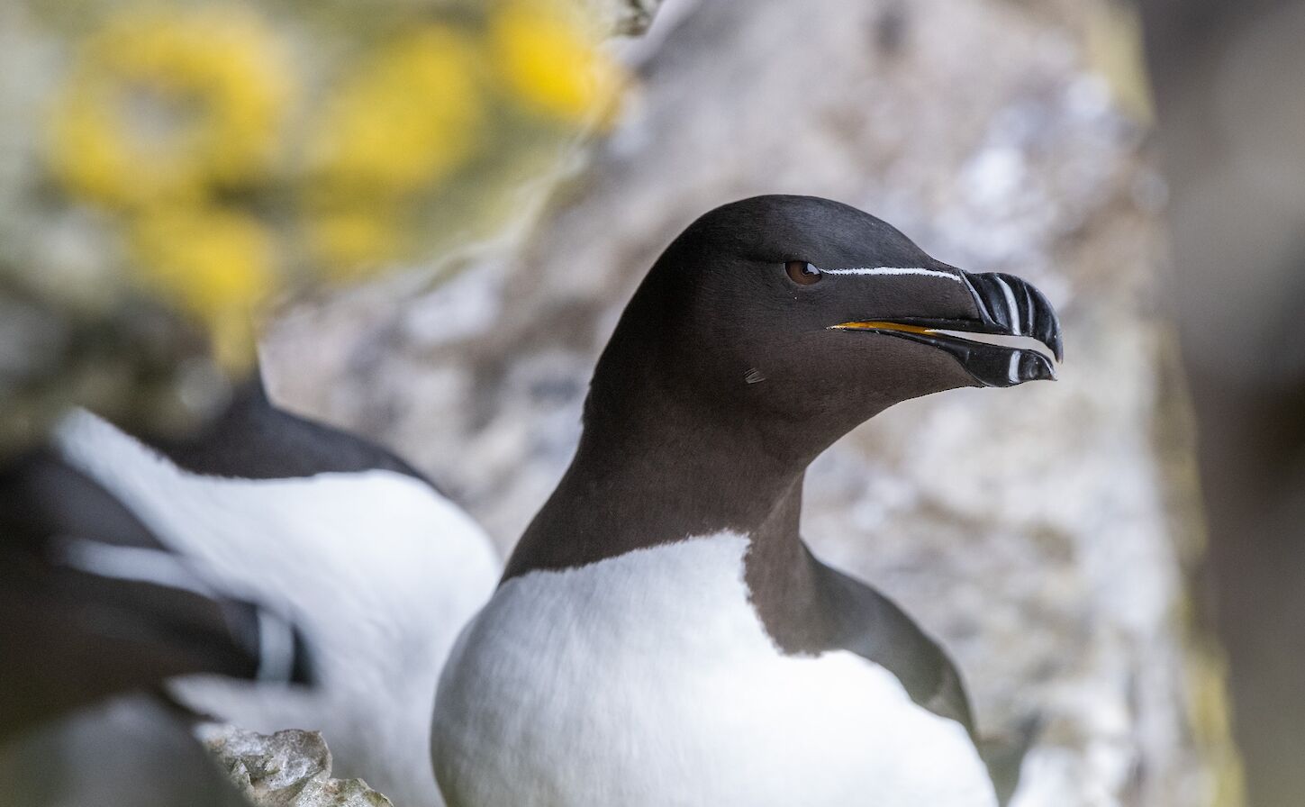 Razorbill in Orkney - image by Raymond Besant