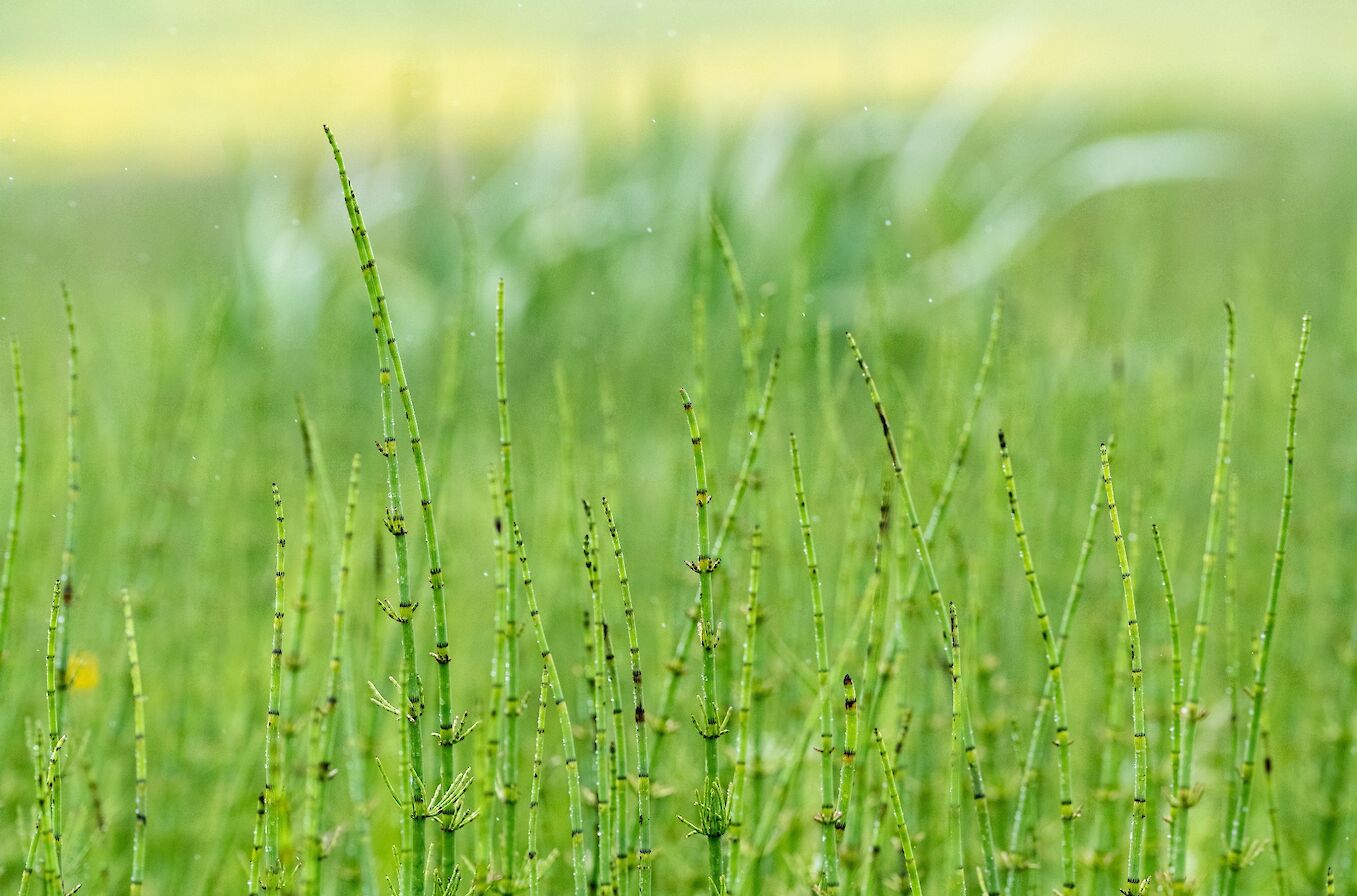 Horsetail at Inganess, Orkney - image by Raymond Besant