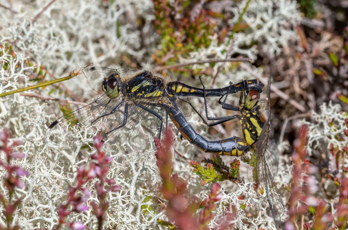 A pair of breeding black darters