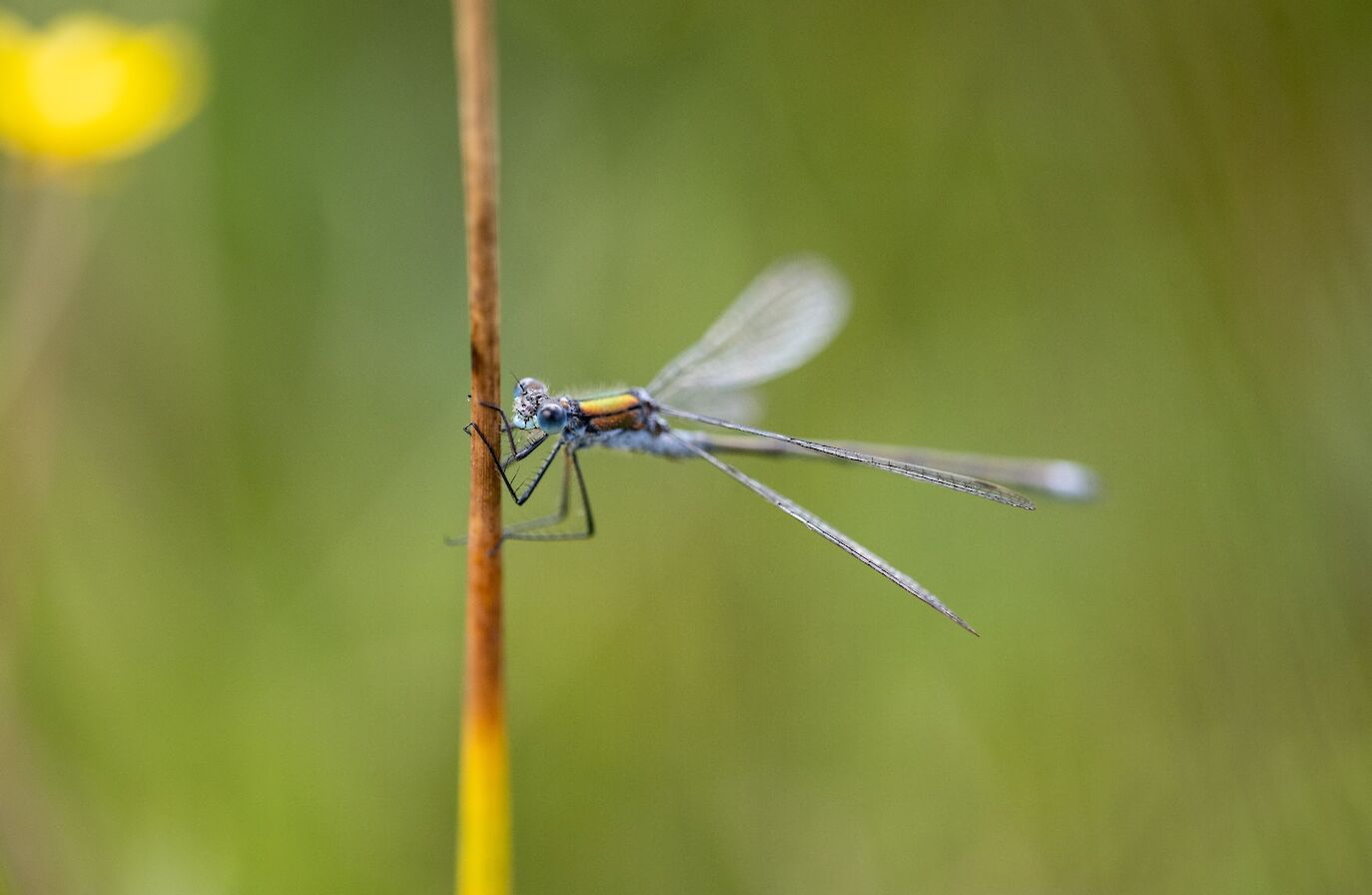 Emerald damselfly