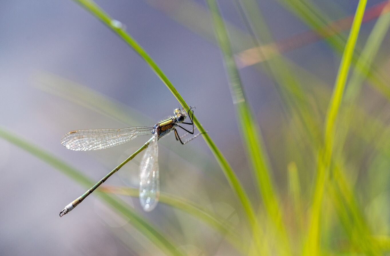 Emerald damselfly