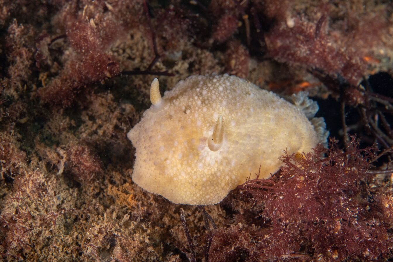 Sea lemon - image by Raymond Besant