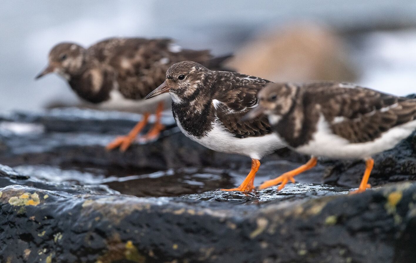 Turnstones in Orkney