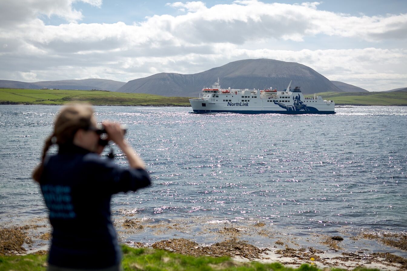 Wildlife watching at Ness, Orkney