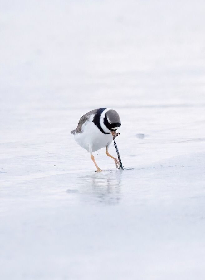 Ringed plover in Orkney - image by Nicki Gwynn-Jones