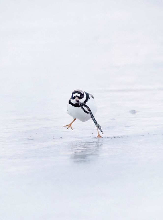 Ringed plover in Orkney - image by Nicki Gwynn-Jones