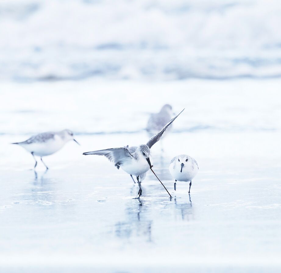 Sandpipers in Orkney - image by Nicki Gwynn-Jones