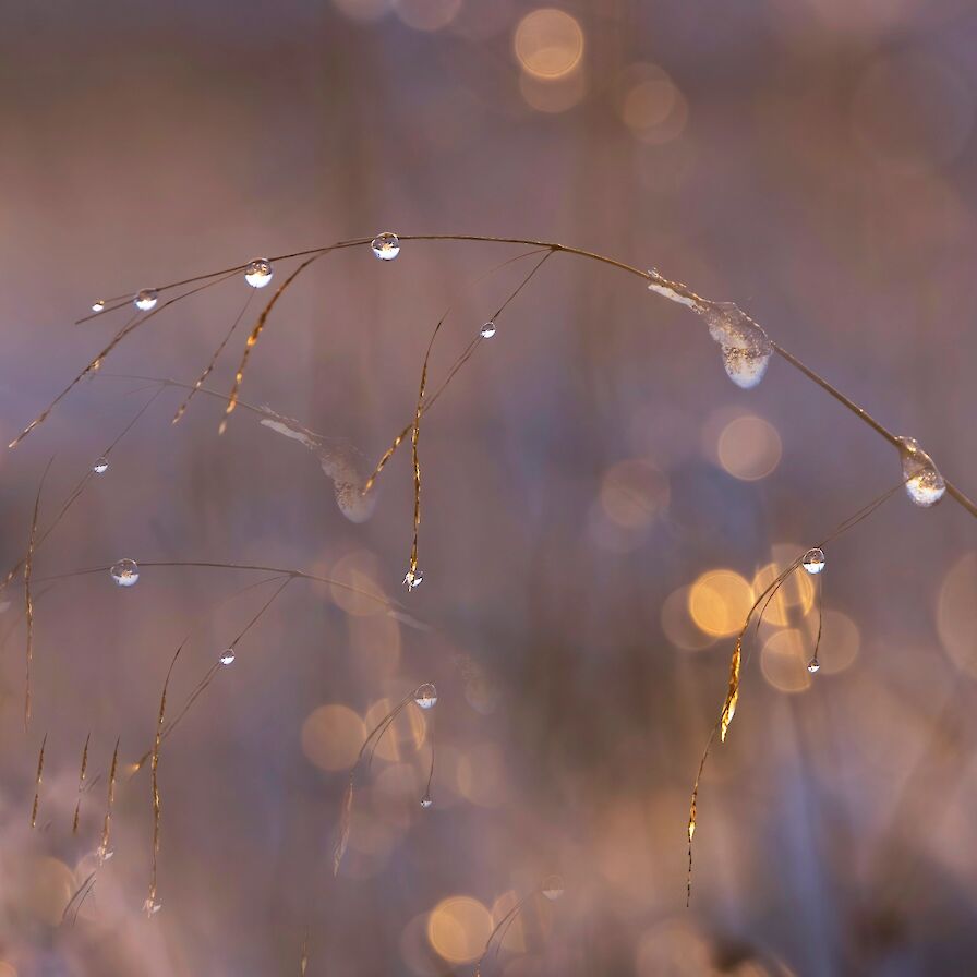 Frosty flowers in Orkney - image by Nicki Gwynn-Jones