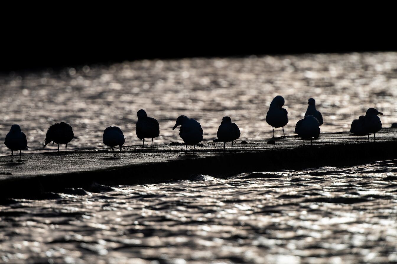 Gulls in Orkney - image by Raymond Besant