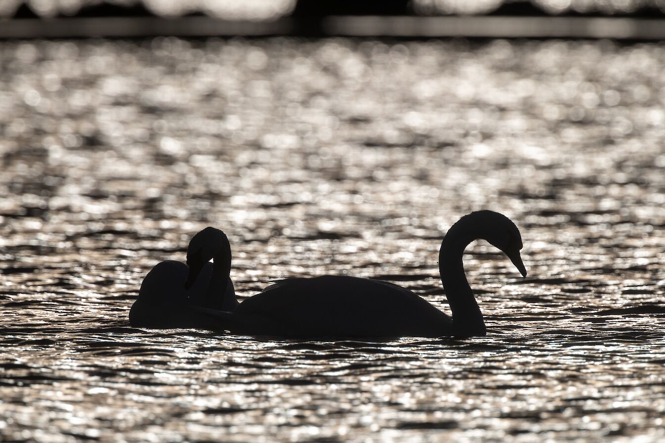 Mute swans in Orkney - image by Raymond Besant