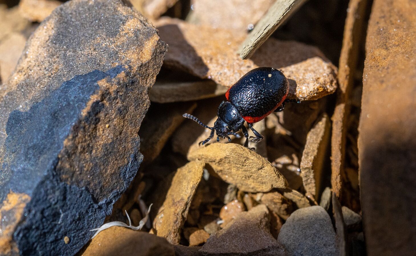 Sea plantain leaf beetle - image by Raymond Besant