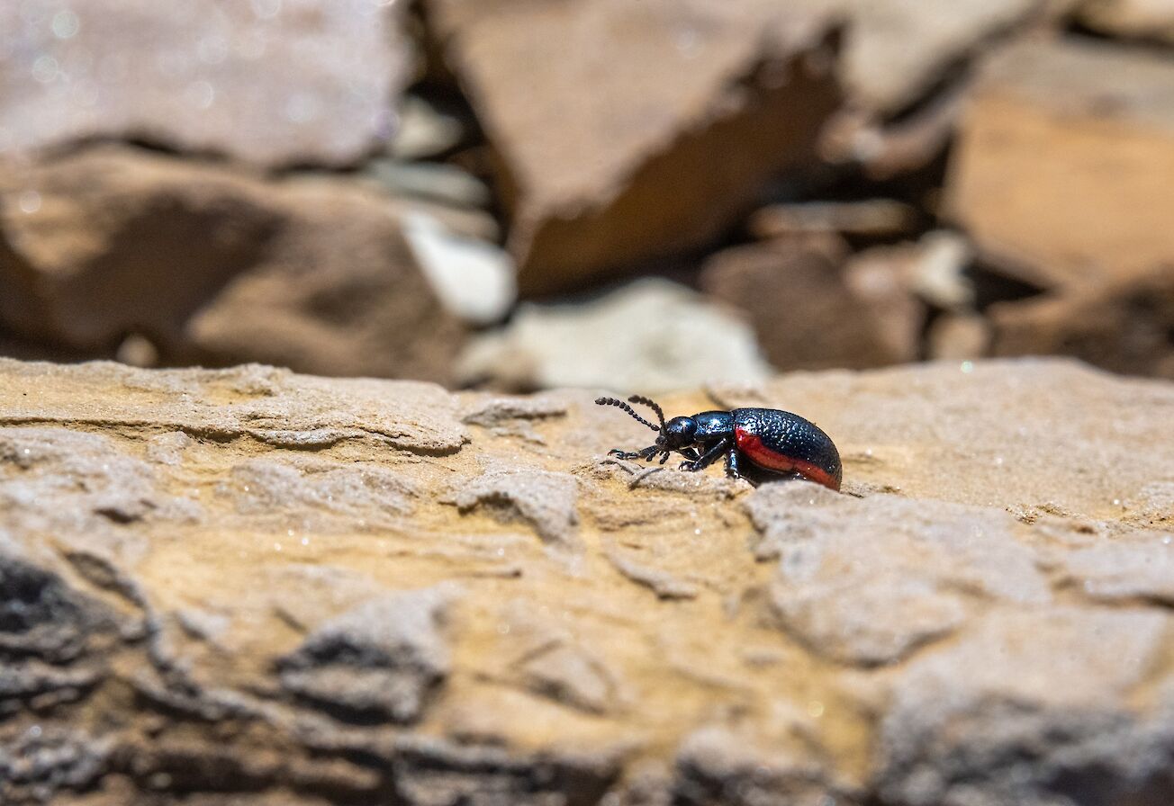 Sea plantain leaf beetle - image by Raymond Besant