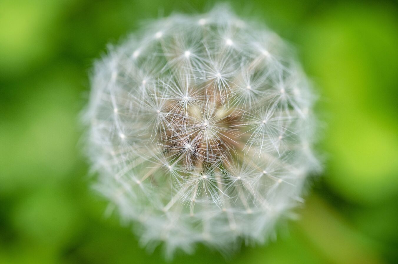 Dandelion head - image by Raymond Besant