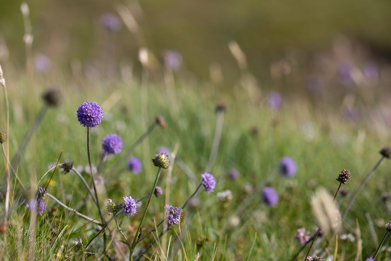 Wildflowers on the Brims to Longhope Coastal walking route